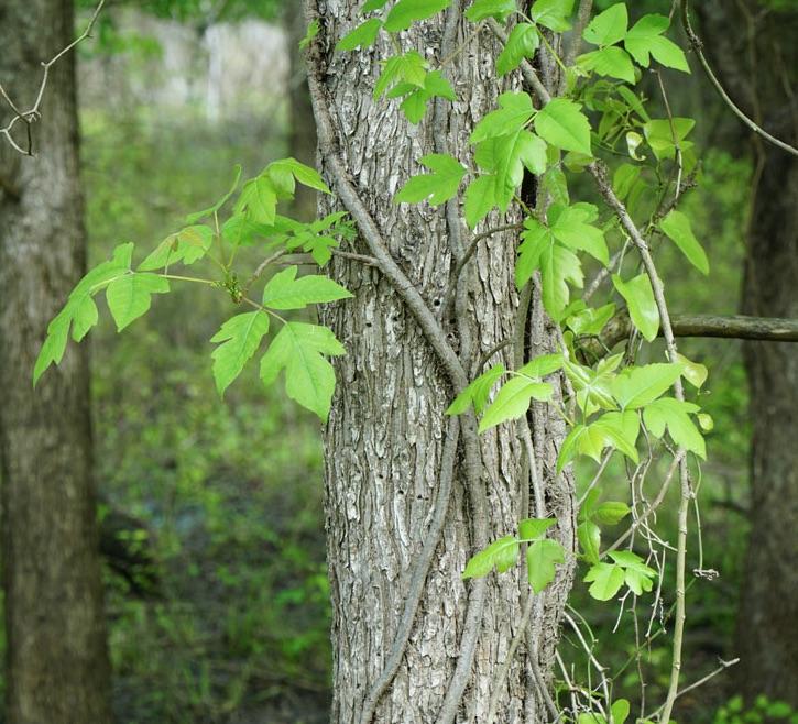 Poison Ivy