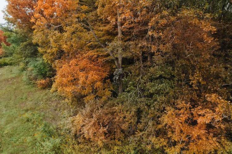 hunter-hidden-in-treestand