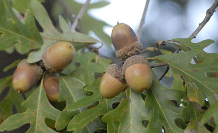 UNDERSTANDING AND PLANTING OAK TREES