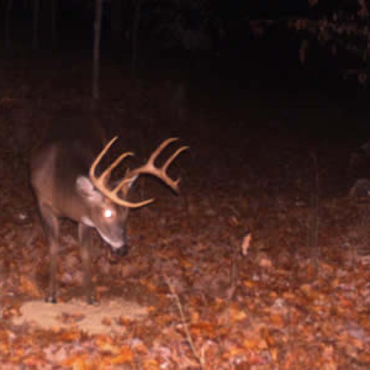 Photo of a buck