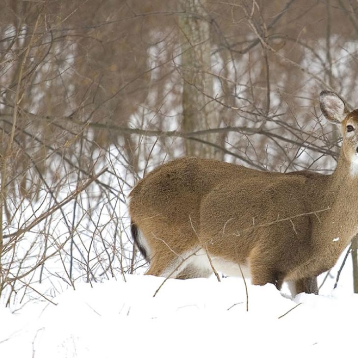 antler dropping deer