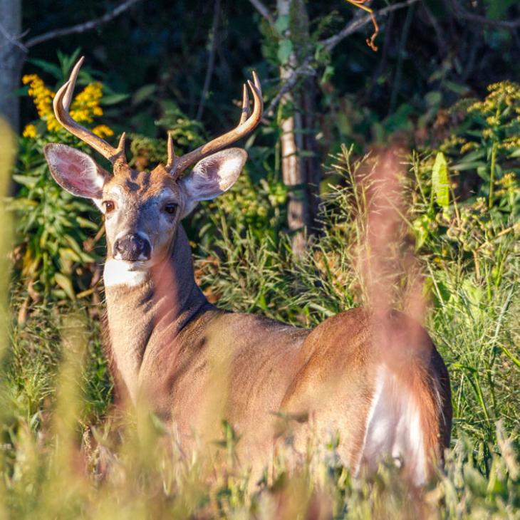 whitetail-deer-edge