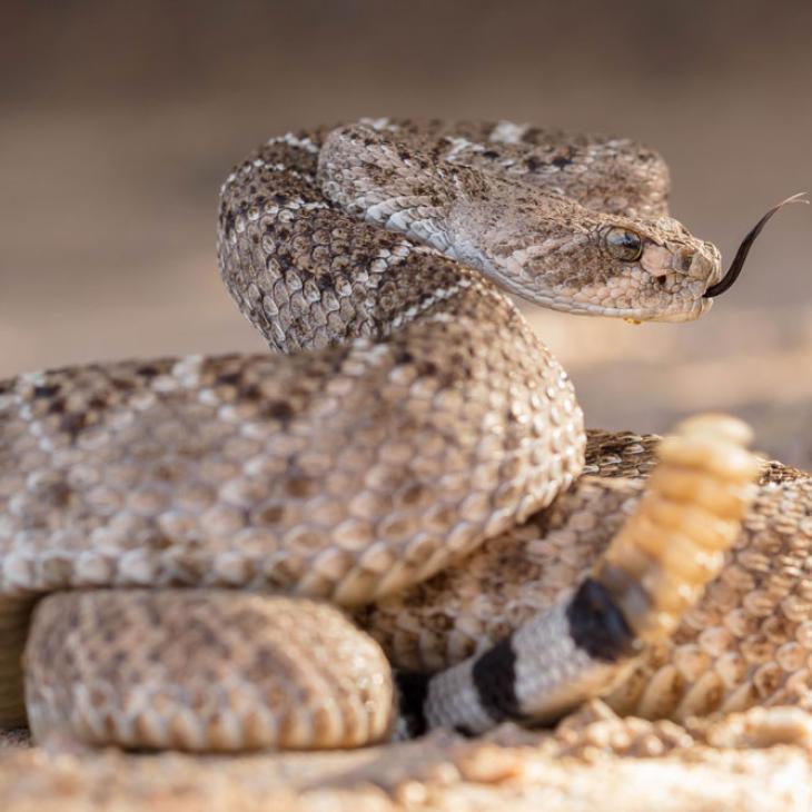 Rattlesnake
