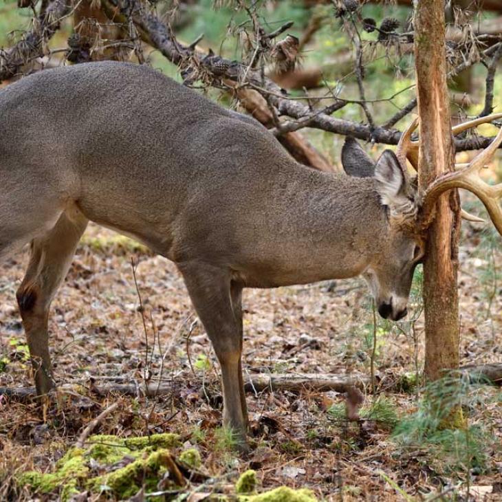 whitetail-rubbing-tree