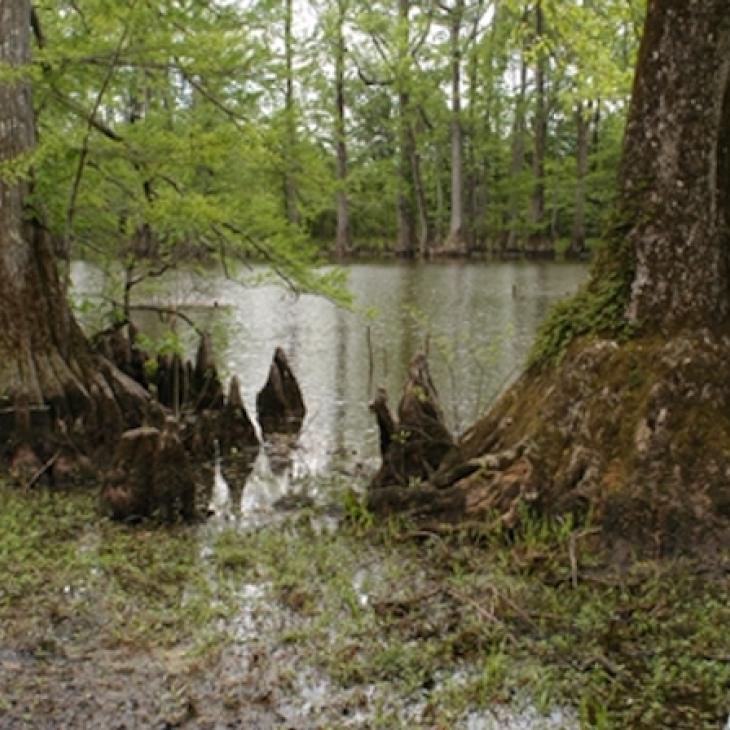wetlands