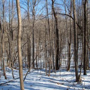 Photo #11 of Off Kemp Ford Rd., Union Hall, VA 7.1 acres